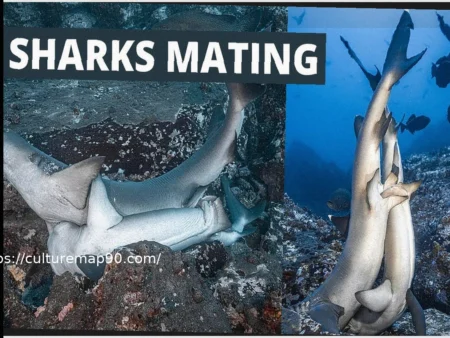 Blues Secure Overtime Win Against Sharks, Bolstering Western Wild-Card Push