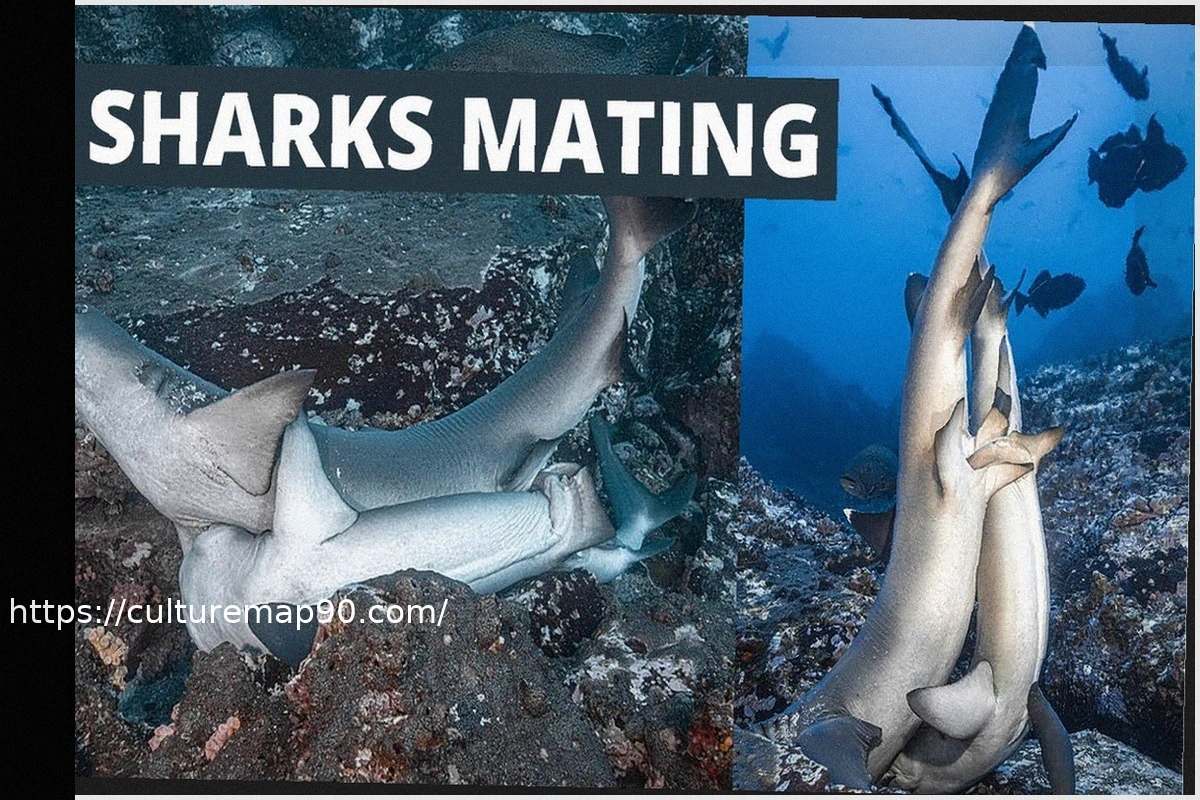 Preview Blues Secure Overtime Win Against Sharks, Bolstering Western Wild-Card Push